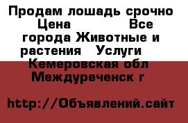 Продам лошадь срочно › Цена ­ 30 000 - Все города Животные и растения » Услуги   . Кемеровская обл.,Междуреченск г.